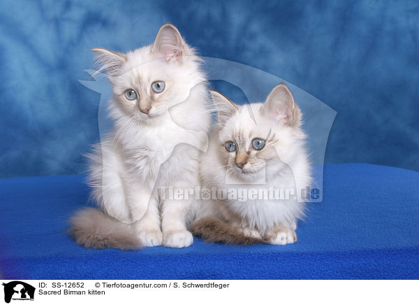 Sacred Birman kitten / SS-12652