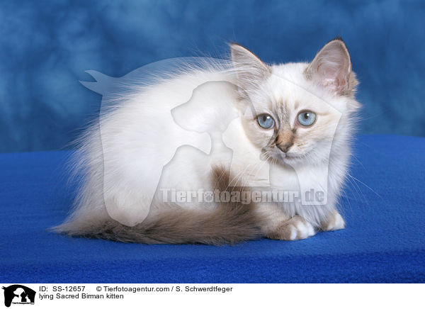 lying Sacred Birman kitten / SS-12657