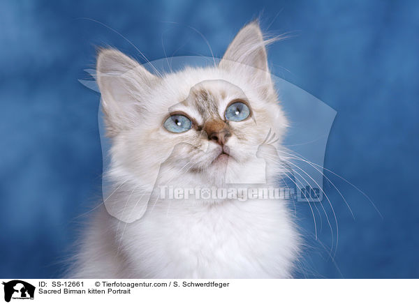 Sacred Birman kitten Portrait / SS-12661