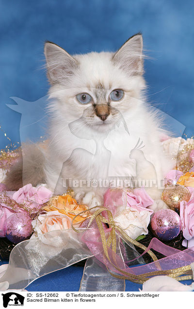 Sacred Birman kitten in flowers / SS-12662