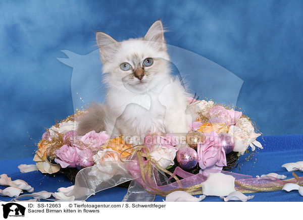 Sacred Birman kitten in flowers / SS-12663