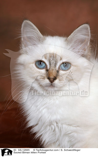 Sacred Birman kitten Portrait / SS-12665