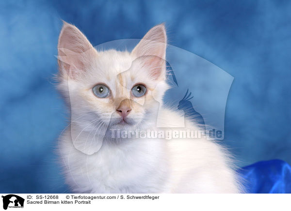 Heilige Birma Ktzchen Portrait / Sacred Birman kitten Portrait / SS-12668