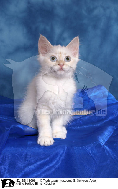 sitting Heilige Birma Ktzchen / SS-12669