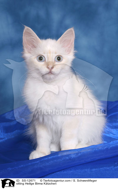 sitting Heilige Birma Ktzchen / SS-12671