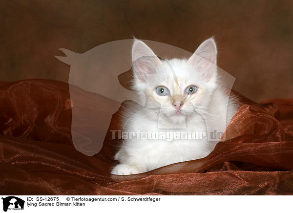 liegendes Heilige Birma Ktzchen / lying Sacred Birman kitten / SS-12675