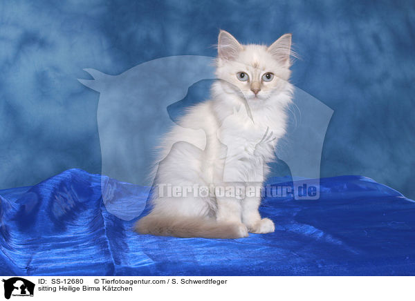 sitting Heilige Birma Ktzchen / SS-12680