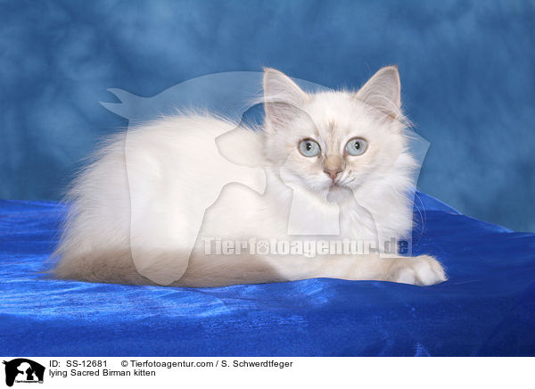 lying Sacred Birman kitten / SS-12681