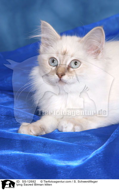 lying Sacred Birman kitten / SS-12682