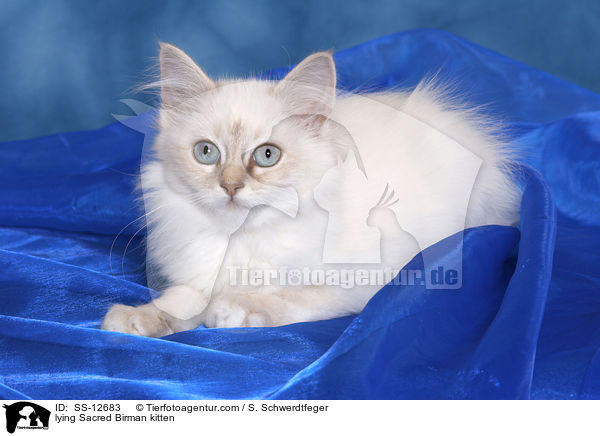 lying Sacred Birman kitten / SS-12683