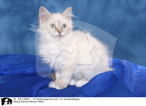 sitting Sacred Birman kitten / SS-12684