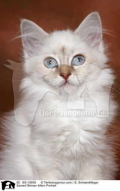 Sacred Birman kitten Portrait / SS-12690