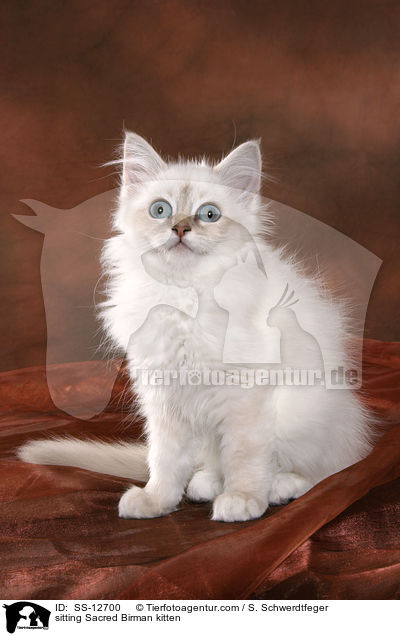 sitting Sacred Birman kitten / SS-12700