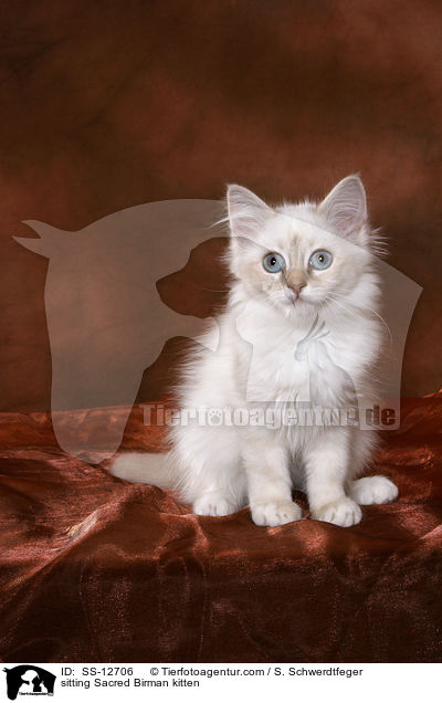 sitting Sacred Birman kitten / SS-12706