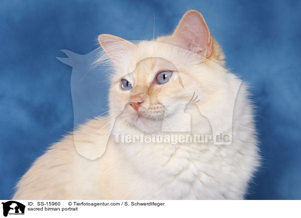 Heilige Birma Portrait / sacred birman portrait / SS-15960