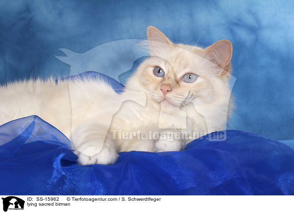 liegende Heilige Birma / lying sacred birman / SS-15962