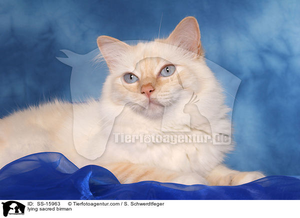 liegende Heilige Birma / lying sacred birman / SS-15963
