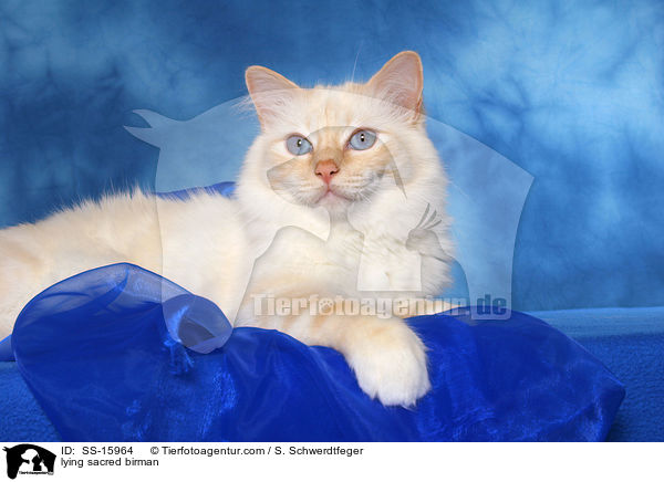 liegende Heilige Birma / lying sacred birman / SS-15964