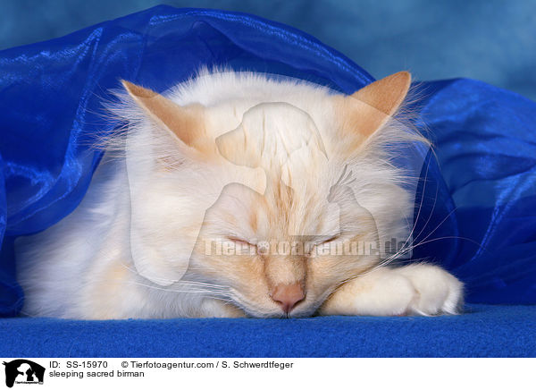 schlafende Heilige Birma / sleeping sacred birman / SS-15970