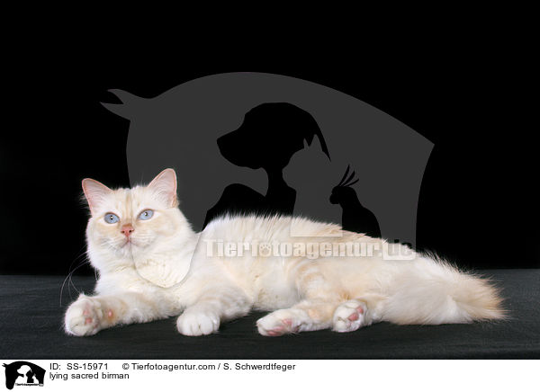 liegende Heilige Birma / lying sacred birman / SS-15971
