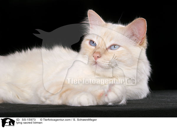 liegende Heilige Birma / lying sacred birman / SS-15973