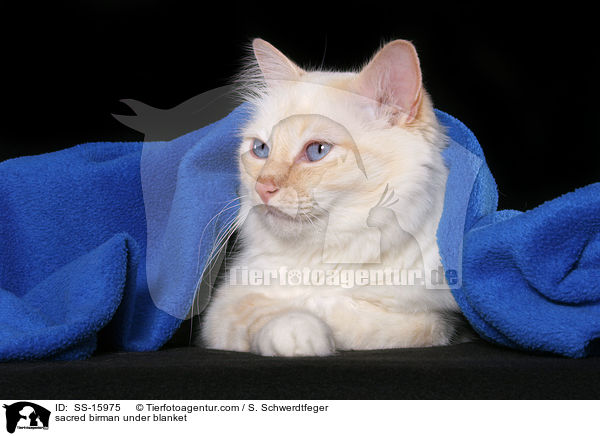 Heilige Birma unter Decke / sacred birman under blanket / SS-15975