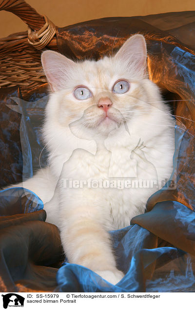 Heilige Birma Portrait / sacred birman Portrait / SS-15979