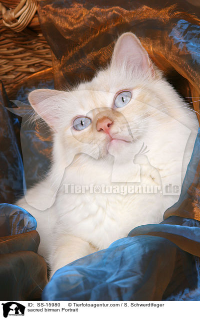 Heilige Birma Portrait / sacred birman Portrait / SS-15980