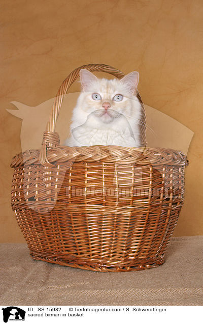 sacred birman in basket / SS-15982