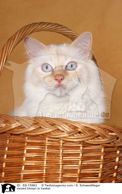 Heilige Birma im Korb / sacred birman in basket / SS-15983