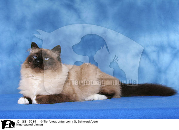 lying sacred birman / SS-15985
