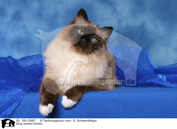 lying sacred birman / SS-15987