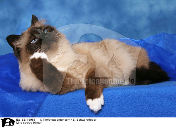 lying sacred birman / SS-15988