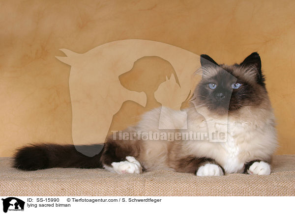 lying sacred birman / SS-15990
