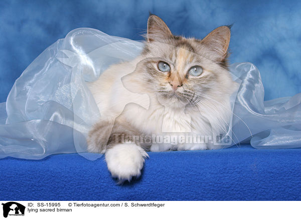 lying sacred birman / SS-15995