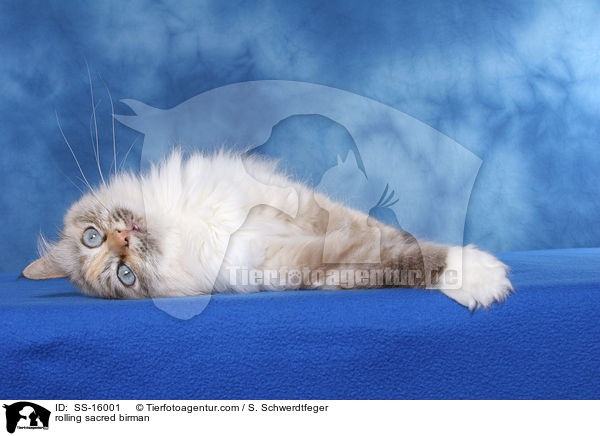 rolling sacred birman / SS-16001
