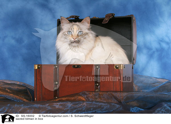 sacred birman in box / SS-16002