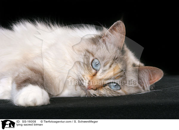 lying sacred birman / SS-16008