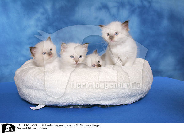 Sacred Birman Kitten / SS-16723