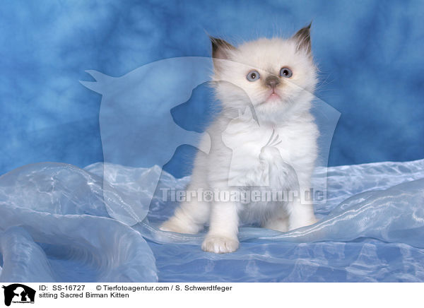 sitting Sacred Birman Kitten / SS-16727