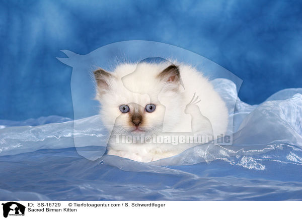Sacred Birman Kitten / SS-16729