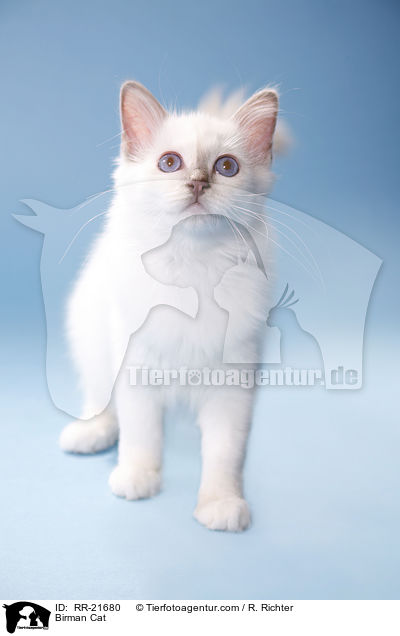 Birman Cat / RR-21680