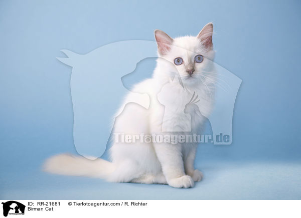 Birman Cat / RR-21681