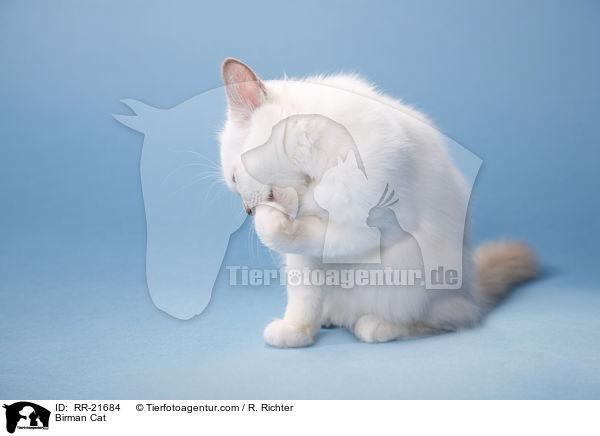 Birman Cat / RR-21684