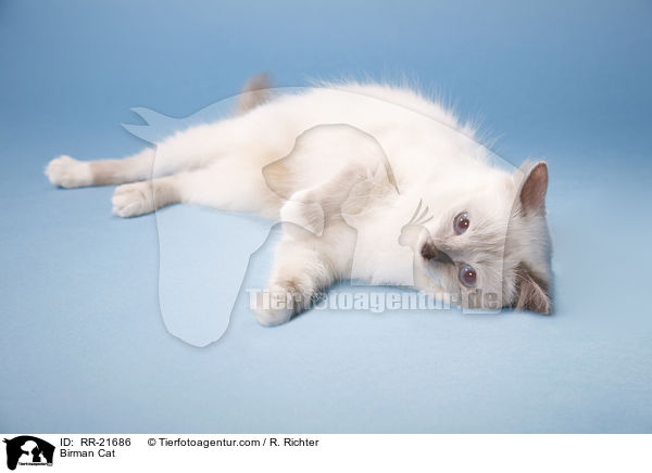 Birman Cat / RR-21686