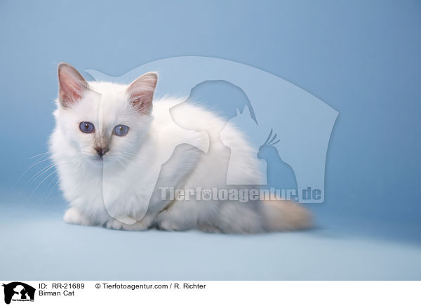 Birman Cat / RR-21689