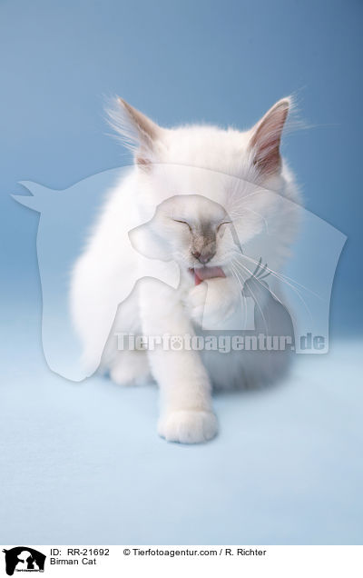 Birman Cat / RR-21692
