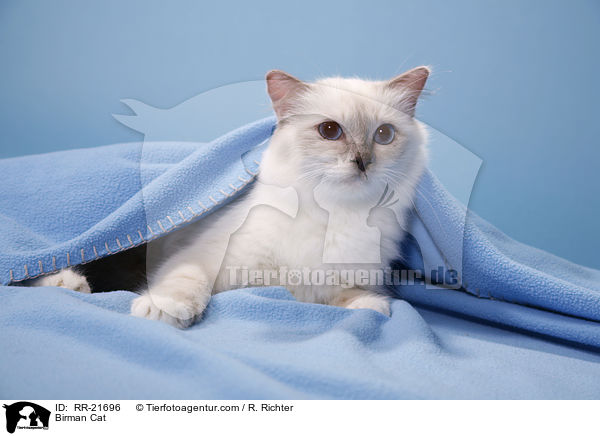 Birman Cat / RR-21696