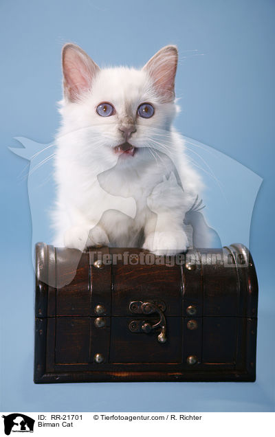 Birman Cat / RR-21701