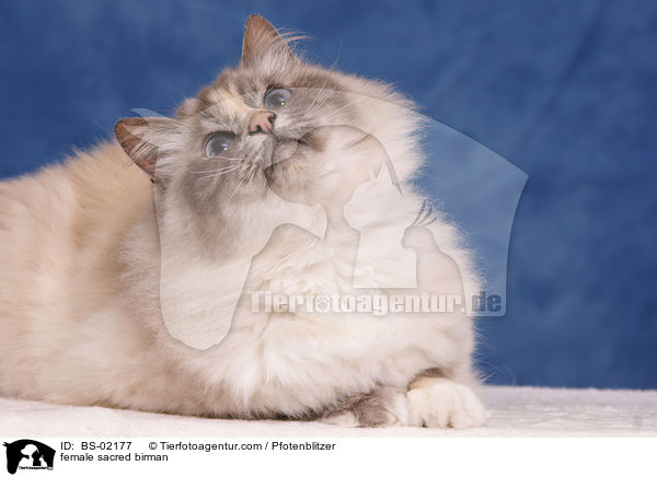 female sacred birman / BS-02177
